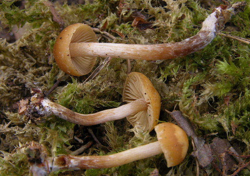 Galerina da determinare n�26.